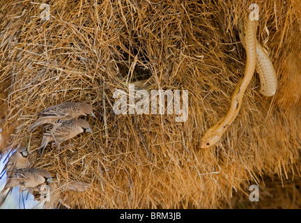 Cape cobra foraggio per i tessitori di pulcini e uova in un socievole weaver nest Foto Stock