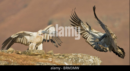 Cape vulture in atterraggio a un avvoltoio ristorante Foto Stock