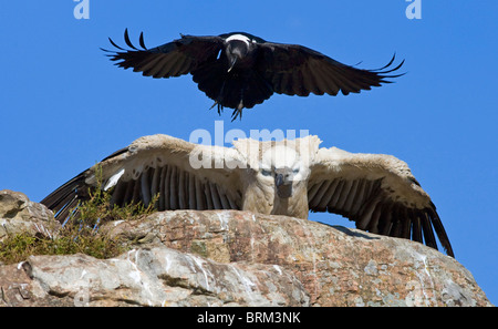 Cape vulture essendo assaliti da un pied crow Foto Stock