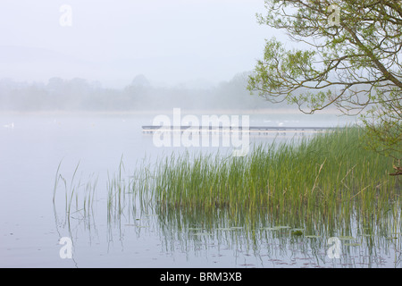 Early Morning mist protezioni lago Llangorse nel Parco Nazionale di Brecon Beacons, POWYS, GALLES. Molla (Maggio 2010). Foto Stock