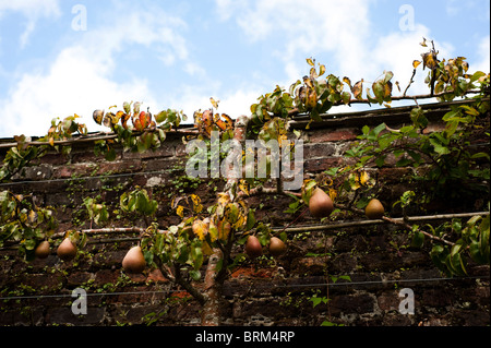 Espaliered Pera, Pyrus communis "Beurre Hardy', crescendo al Lost Gardens of Heligan in Cornwall, Regno Unito Foto Stock