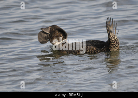 Maschi di anatra muschio visualizzazione Foto Stock