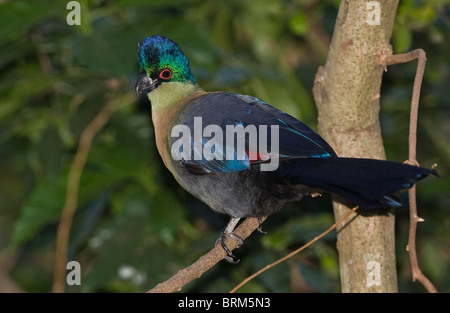 Viola-crested's Turaco Foto Stock
