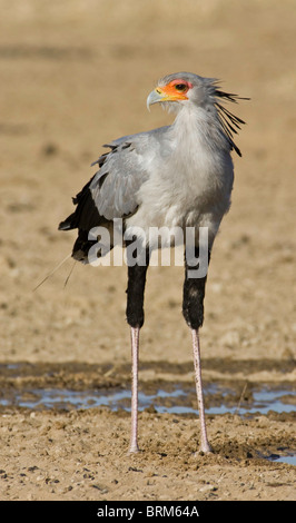 Uccello di segretaria Foto Stock