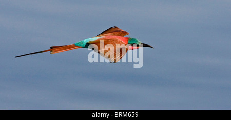 Southern carmine gruccione in volo Foto Stock