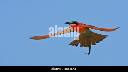 Southern carmine gruccione in volo Foto Stock