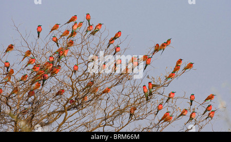 Grande gregge di Southern carmine gruccione appollaiato in una struttura ad albero Foto Stock