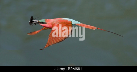 Southern carmine gruccione in volo Foto Stock