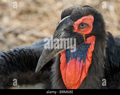 Massa meridionale-hornbill Foto Stock
