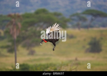 Massa meridionale-hornbill in volo Foto Stock