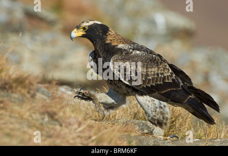 Verreaux eagle di camminare su roccia Foto Stock