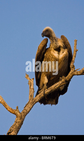 White-backed vulture appollaiato in piccolo albero morto Foto Stock