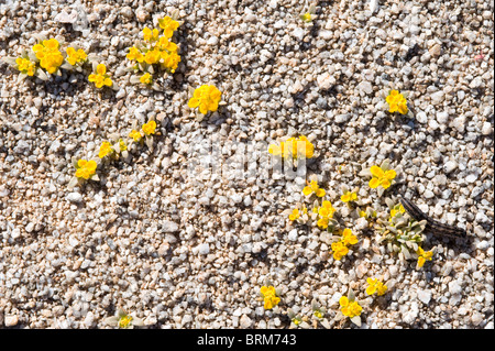 Cruckshanksia sp. Fiori Parque National Pan de Azucar Atacama (III) Il Cile America del Sud Foto Stock