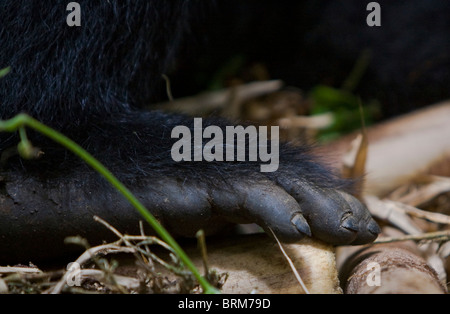 Gorilla di Montagna il piede e le dita dei piedi Foto Stock