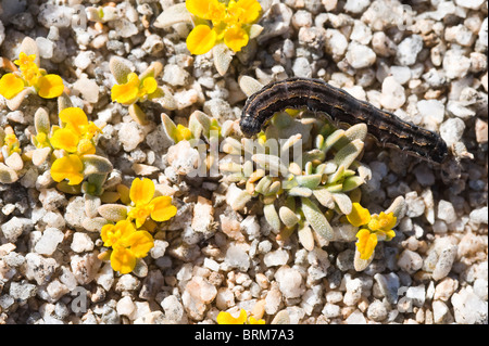 Cruckshanksia sp. Fiori Parque National Pan de Azucar Atacama (III) Il Cile America del Sud Foto Stock