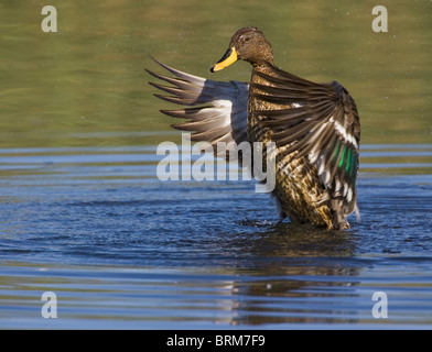 Giallo-fatturati duck Foto Stock