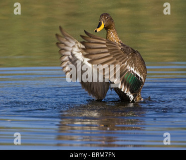 Giallo-fatturati duck Foto Stock