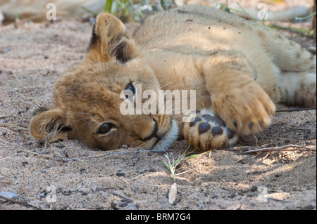 Lion cub in appoggio sul suo lato Foto Stock