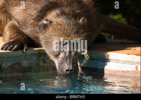 Babbuino acqua potabile da una piscina Foto Stock