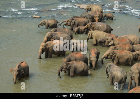 Un branco di elefanti nel Ma Oya fiume dello Sri Lanka Foto Stock
