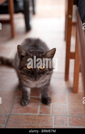 Gatto grigio con occhi gialli accovacciati su un pavimento piastrellato, che guarda direttamente la telecamera in un ambiente interno. Foto Stock