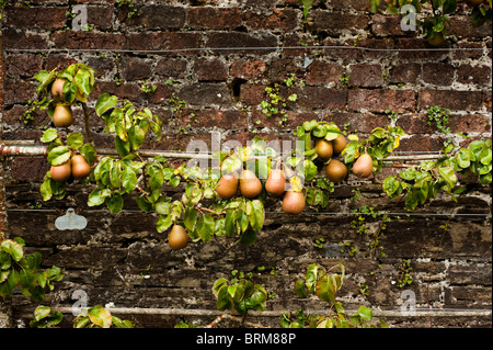 Espaliered Pera, Pyrus communis "Beurre Hardy', crescendo al Lost Gardens of Heligan in Cornwall, Regno Unito Foto Stock