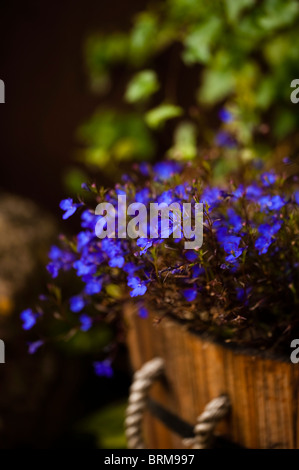 Lobelia Bush blu scuro 'Crystal Palace' in crescita in un barile di legno contenitore Foto Stock