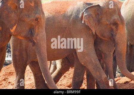 Rosso elefanti polveroso nel calore dello Sri Lanka Foto Stock