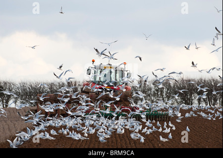 Trattore campo di aratura nel tardo inverno con Black-guidato i gabbiani seguenti aratro North Norfolk Foto Stock