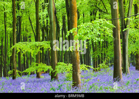 Bluebells comune (Hyacinthoides non scripta) fioritura in un bosco di faggi, West boschi, Lockeridge, Wiltshire, Inghilterra. Foto Stock