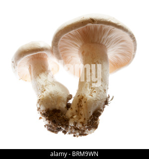 Funghi velenosi (Entoloma sinuatum) trovata nel Dorset, Inghilterra, Regno Unito Ottobre 2008 Foto Stock