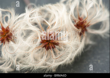 Le sementi da Hedge Centinodia, Calystegia sepium Foto Stock