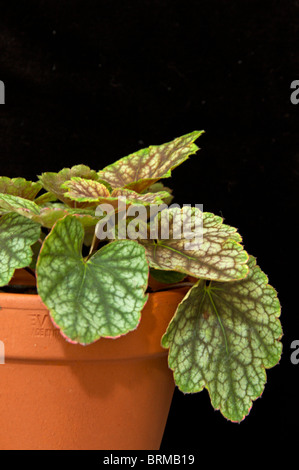 Close up della stupefacente Heuchera 'bellezza' colore in vaso in terracotta Foto Stock