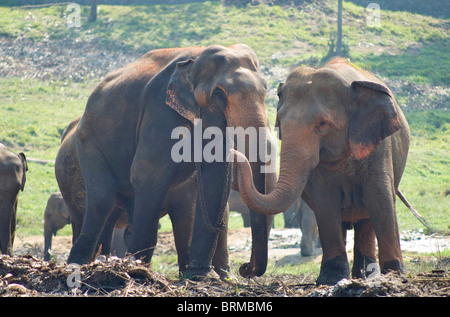 Elefanti in Sri Lanka Foto Stock
