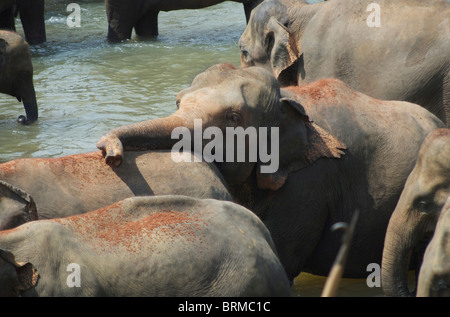 Bagno degli elefanti in Pinnewala orfanotrofio in Sri Lanka nel fiume Foto Stock