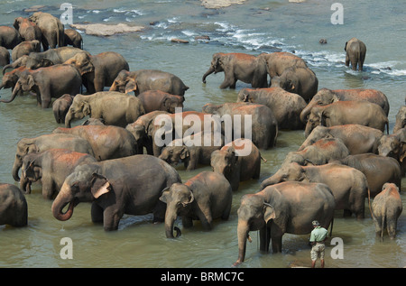 Un dello Sri Lanka mahout sta di guardia come un branco di elefanti lavaggi in il Ma Oya river Foto Stock