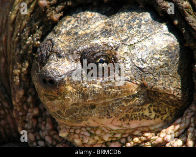 Una femmina adulta comune Tartaruga Snapping (Chelydra serpentina) Foto Stock