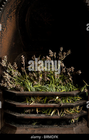 Essiccamento Lavanda, Lavandula angustifolia 'Hidcote', in un caminetto griglia Foto Stock