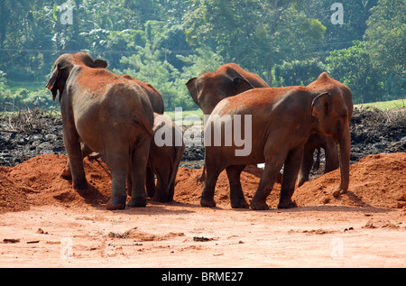 Gli elefanti giocare nella sabbia rossa dello Sri Lanka Foto Stock