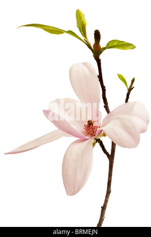 La molla Magnolia Blossom isolato su bianco Backgroud Foto Stock