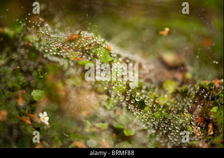 Close up di Bacopa piante bianco coperto da ragnatele con goccioline di acqua Foto Stock