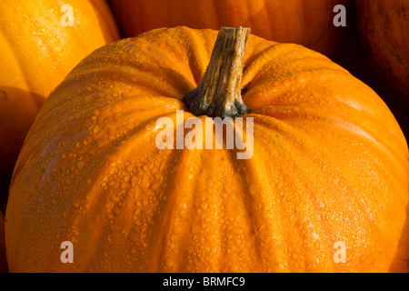 Inglese zucche coltivato a orto, Tarleton, Southport, Lancashire, Regno Unito Foto Stock