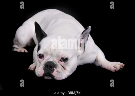 Triste cercando bulldog bianco recante ritratto su nero Foto Stock