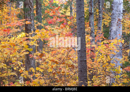 Alle foreste di latifoglie in autunno, Tettegouche parco statale, Minnesota Foto Stock