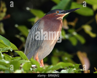 Poco Green Heron appollaiato in foglie in Costa Rica Foto Stock