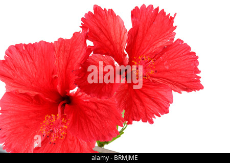 Close-up di fiori di ibisco Foto Stock