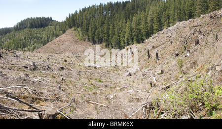 Cancella registrazione taglio pendenza, in Cascades est di Newport, Oregon Coast Foto Stock