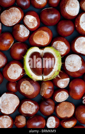 Aesculus Hippocastanum seme. Ippocastani. Conkers Foto Stock