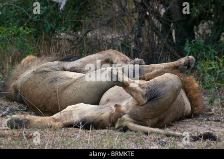 Due maschio lion sdraiato sulla schiena con le gambe una sopra l'altra Foto Stock