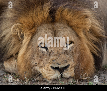 Vista frontale di un grande maschio lion appoggiata Foto Stock
